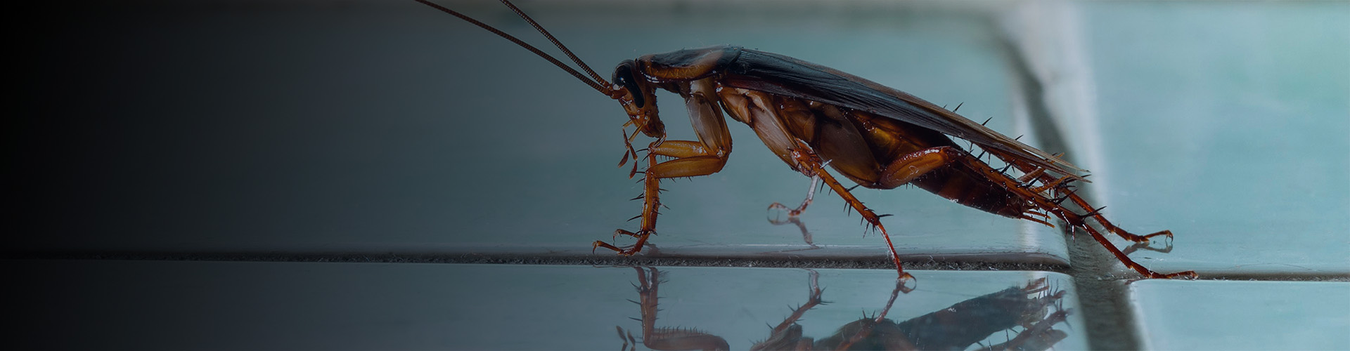 cockroach exterminator in Denver