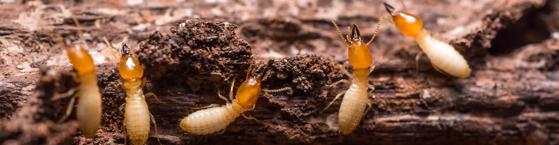 denver termite control