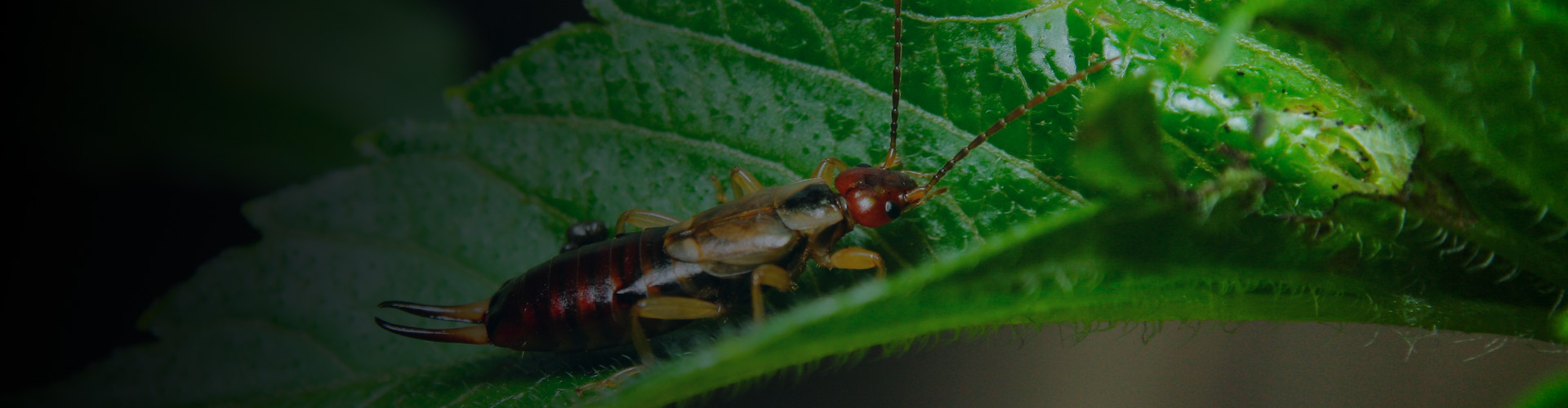 earwig control denver