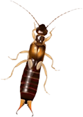 earwig exterminator