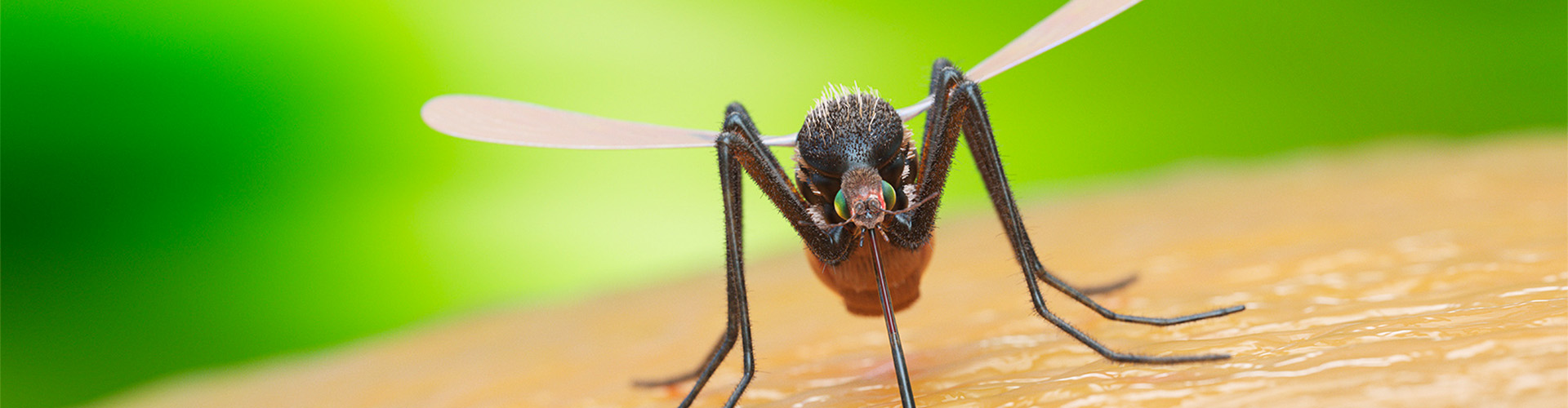 mosquito control denver