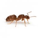 pest ant2 sbs 1