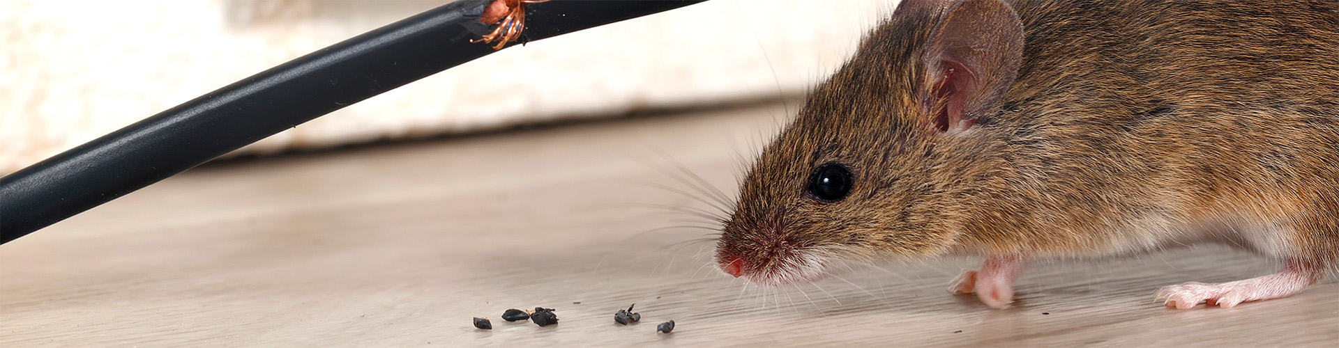 rodent control denver