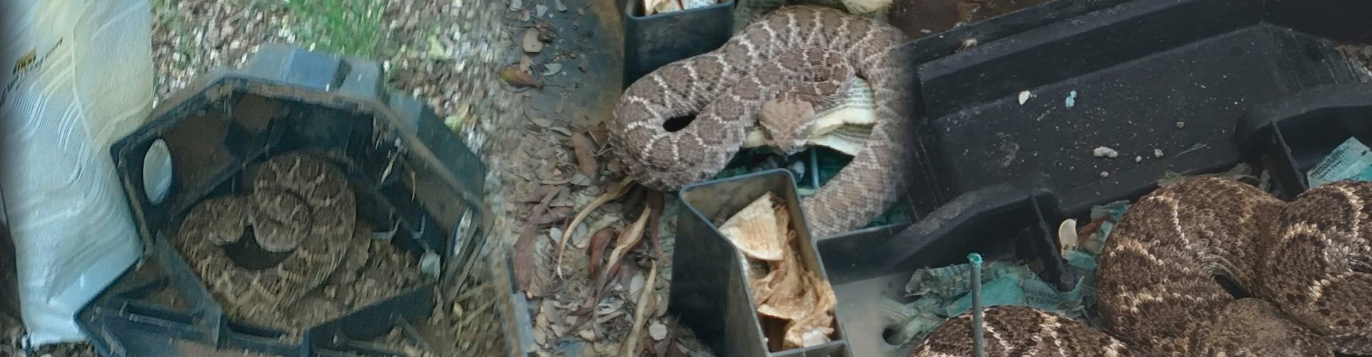 snake trapping and removal denver