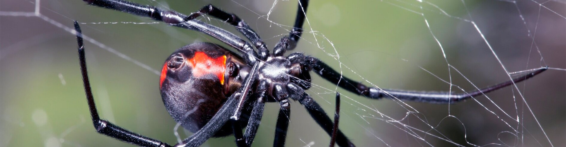 spider exterminator