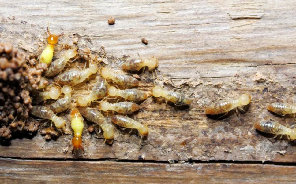 termite control in Denver