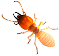 termite exterminator denver