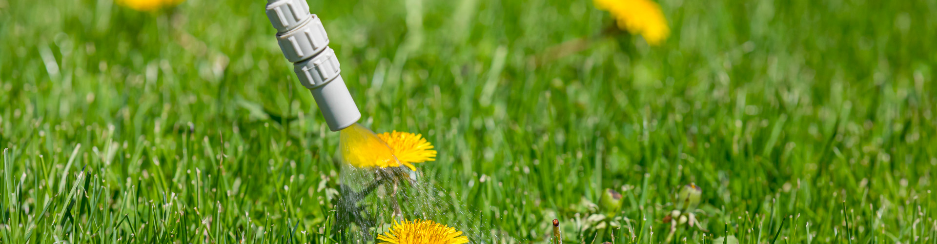 weed control service denver